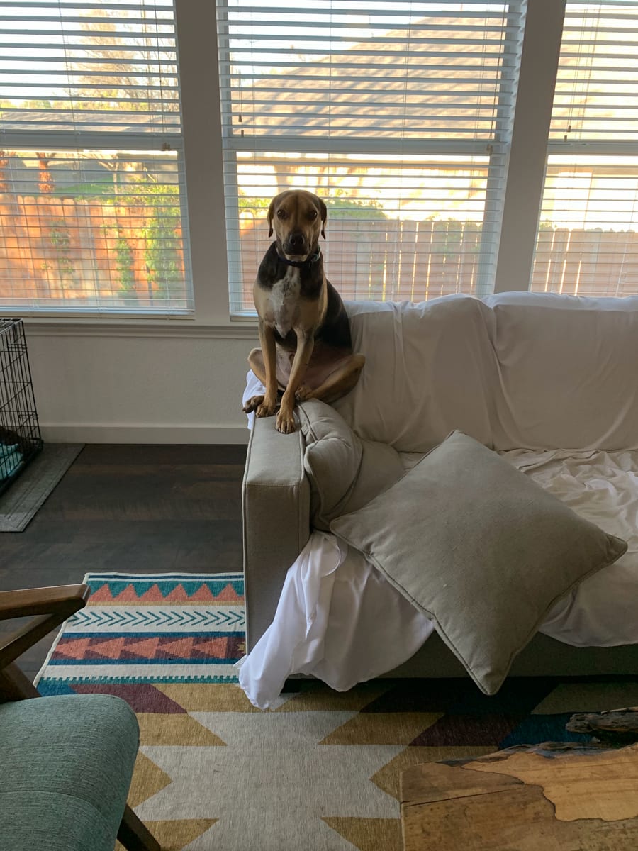 Goose standing with his front paws up on the arm of a couch in evening light