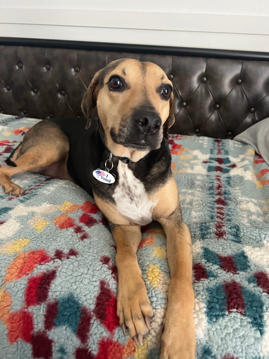 Goose, a tan and black hound mix, lying on a bed looking straight at the camera