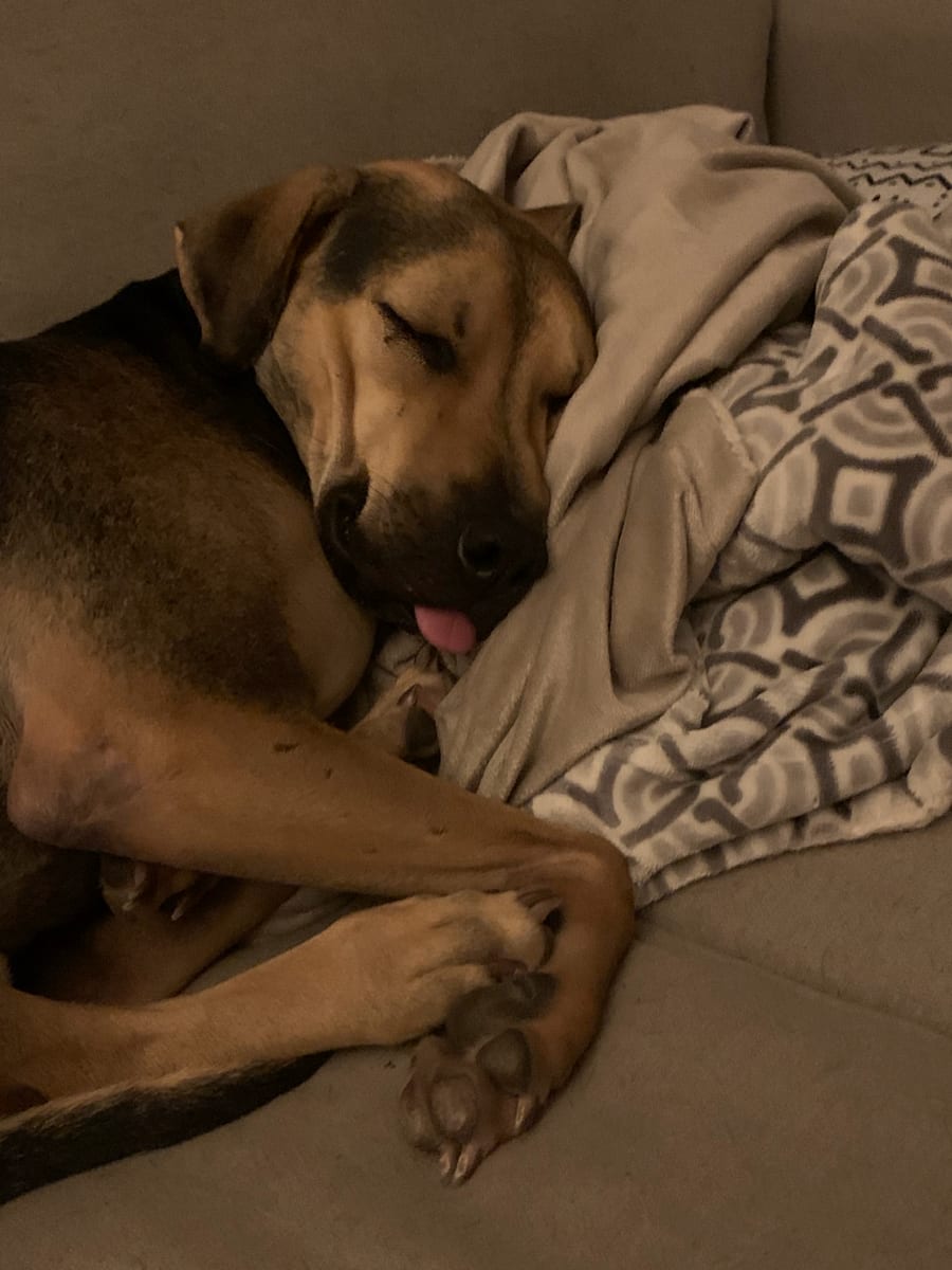 Goose asleep on a couch under a blanket with his tongue sticking out