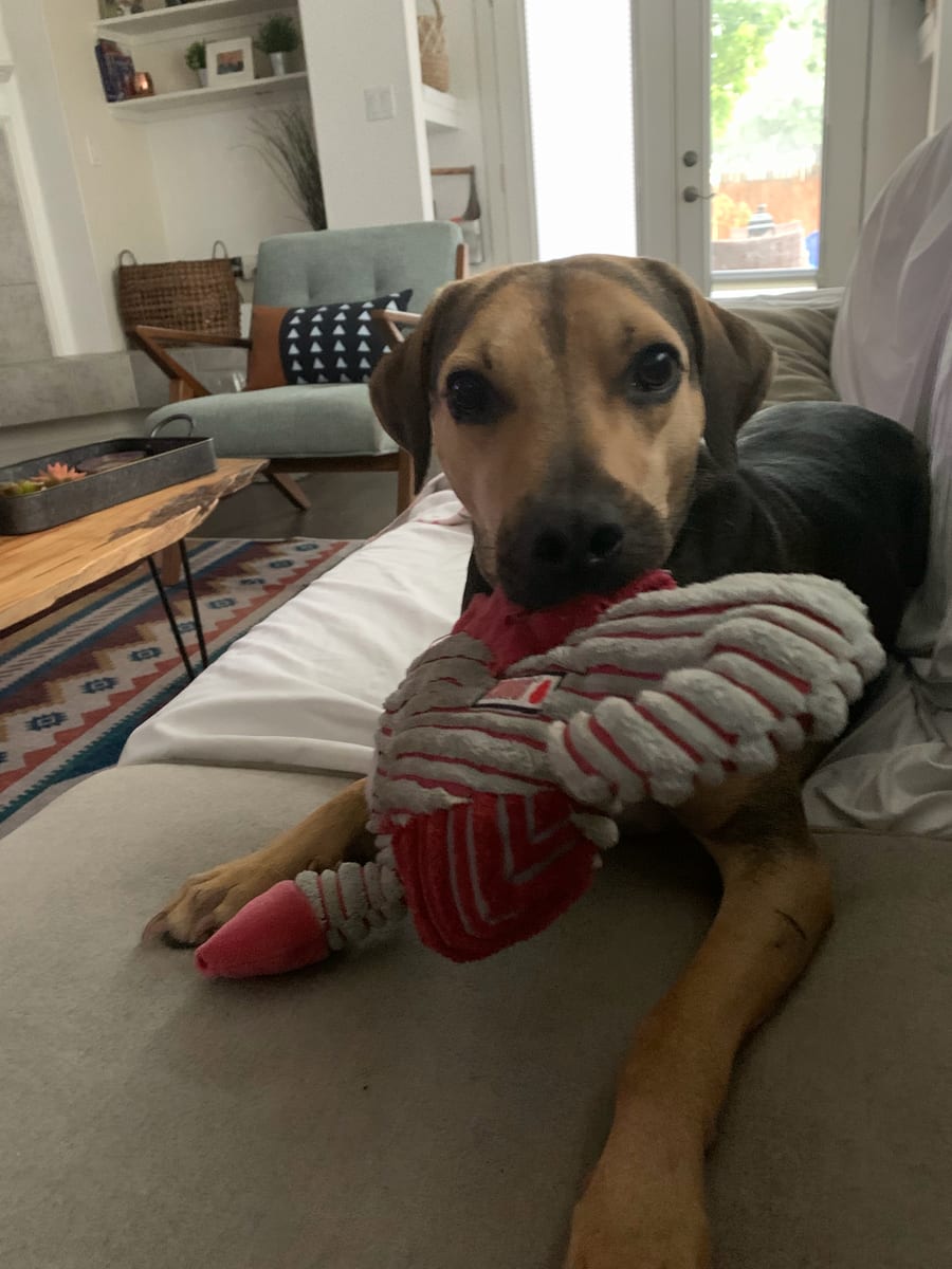 Goose on a couch holding a long knotted toy in his paws